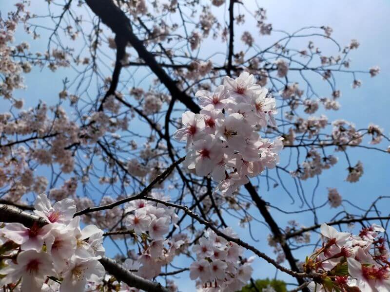 名城公園の桜