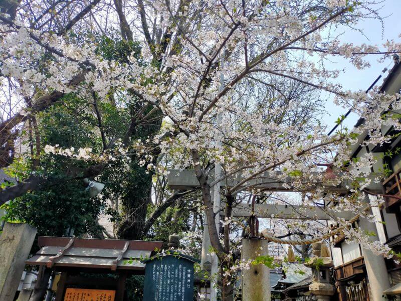 浅間神社の桜